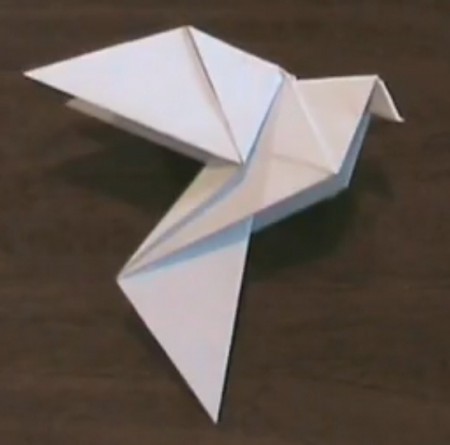 PALOMA DE PAPIROFLEXIA